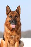 BERGER ALLEMAND 444